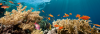 Marsa Alam – Ein Paradies für Taucher